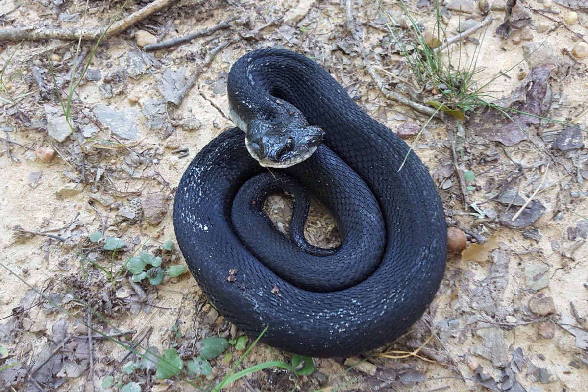 Eastern Hognose Snake (Heterodon platyrhinos)