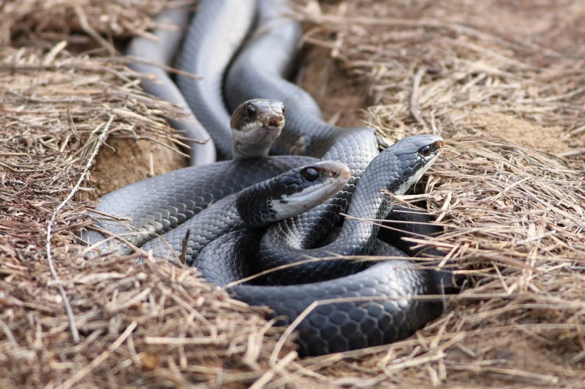 Eastern Racers (Coluber constrictor)