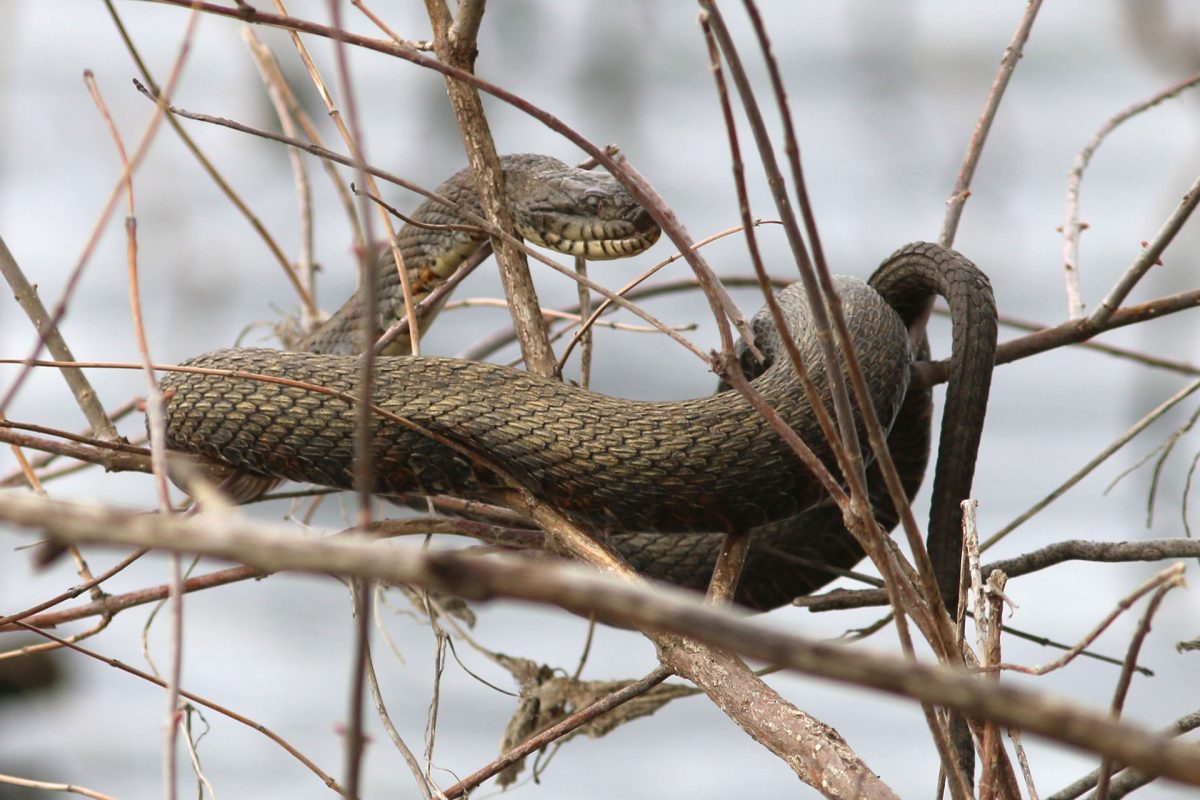 Northern Watersnake (Nerodia sipedon)