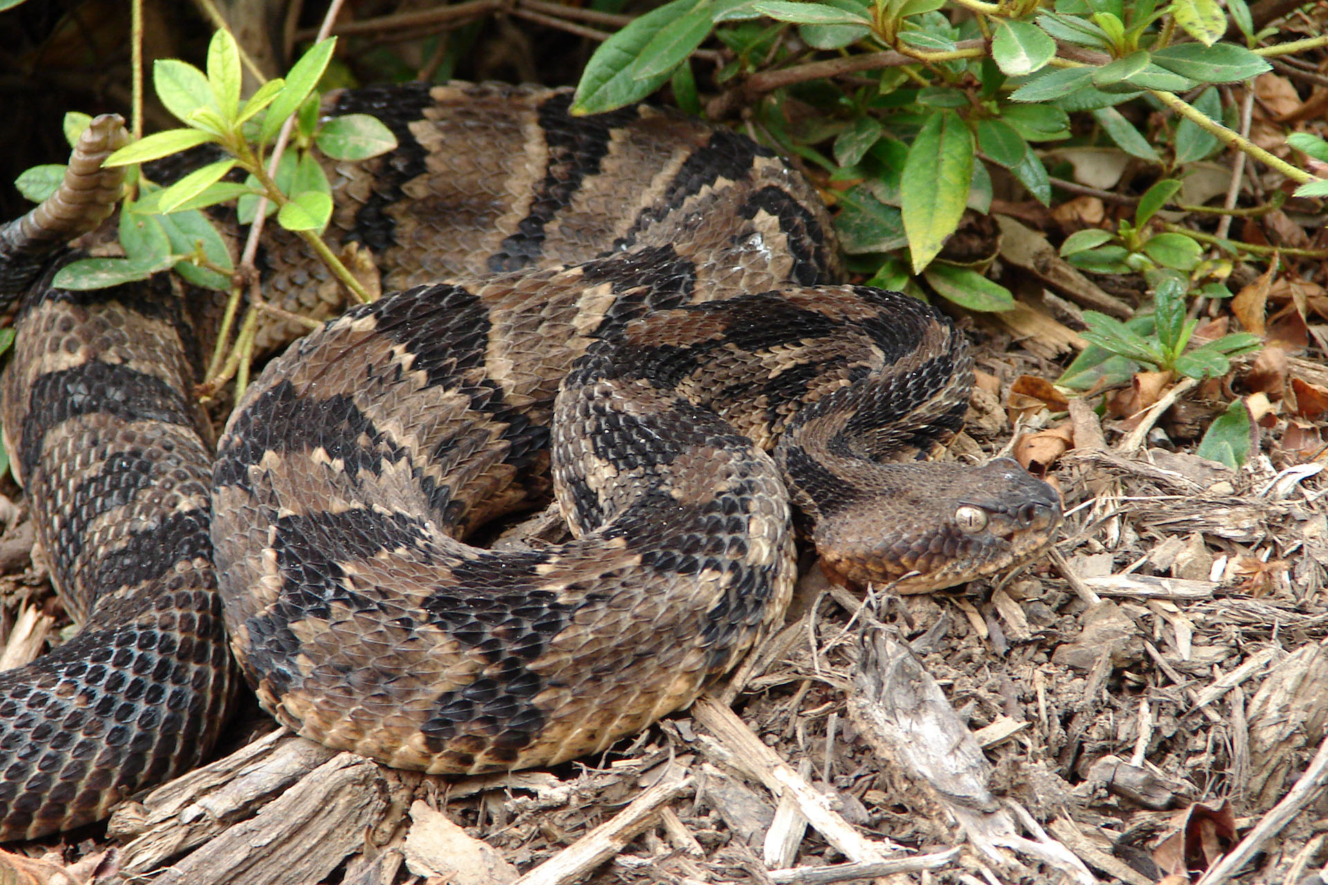 Venomous Timber Rattlesnake (Crotalus horridus)