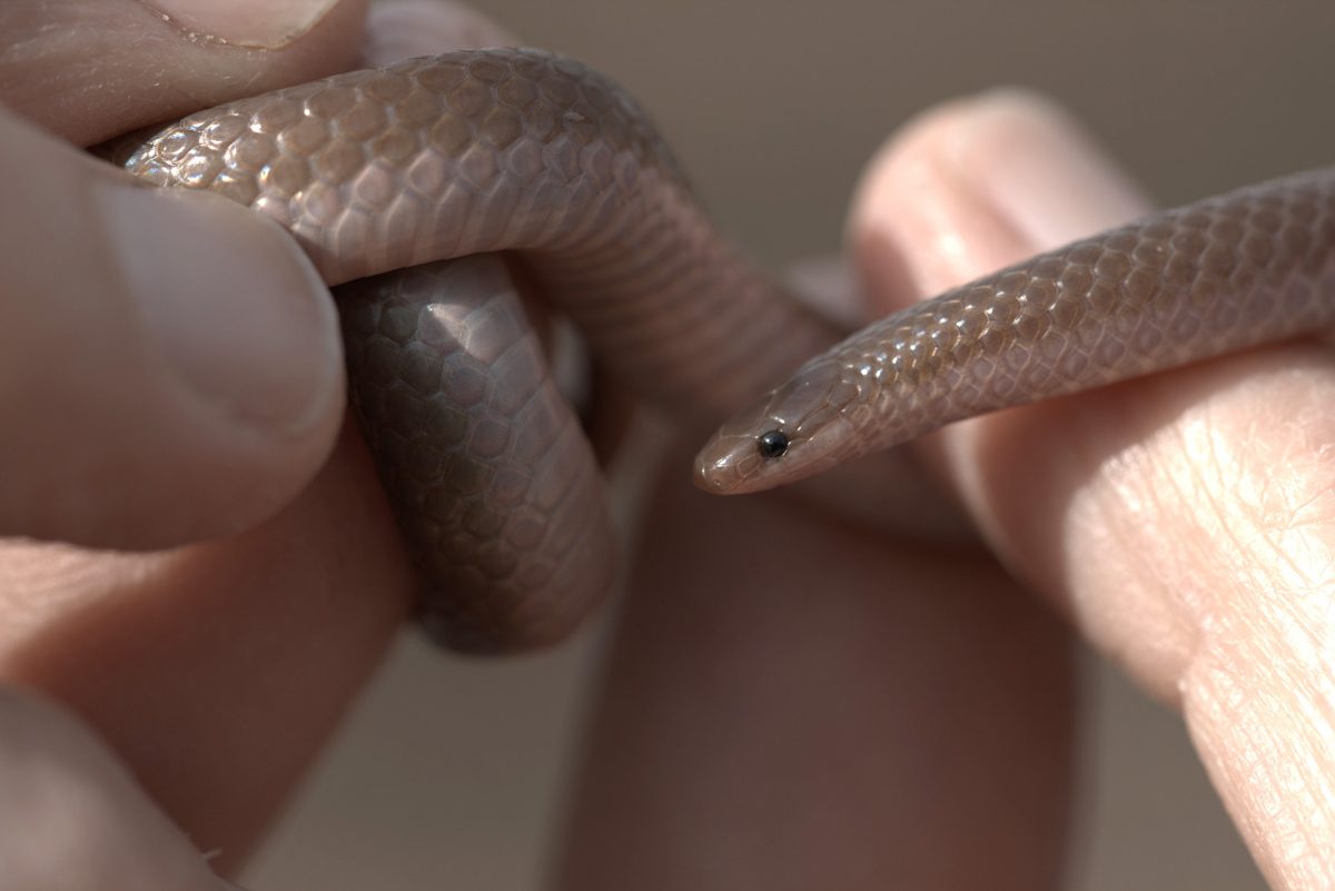 Worm Snake (Carphophis amoenus)