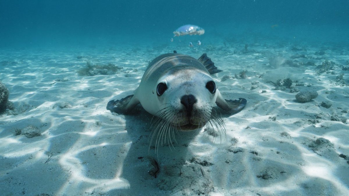 Close up of sea lion underwater looking at camera