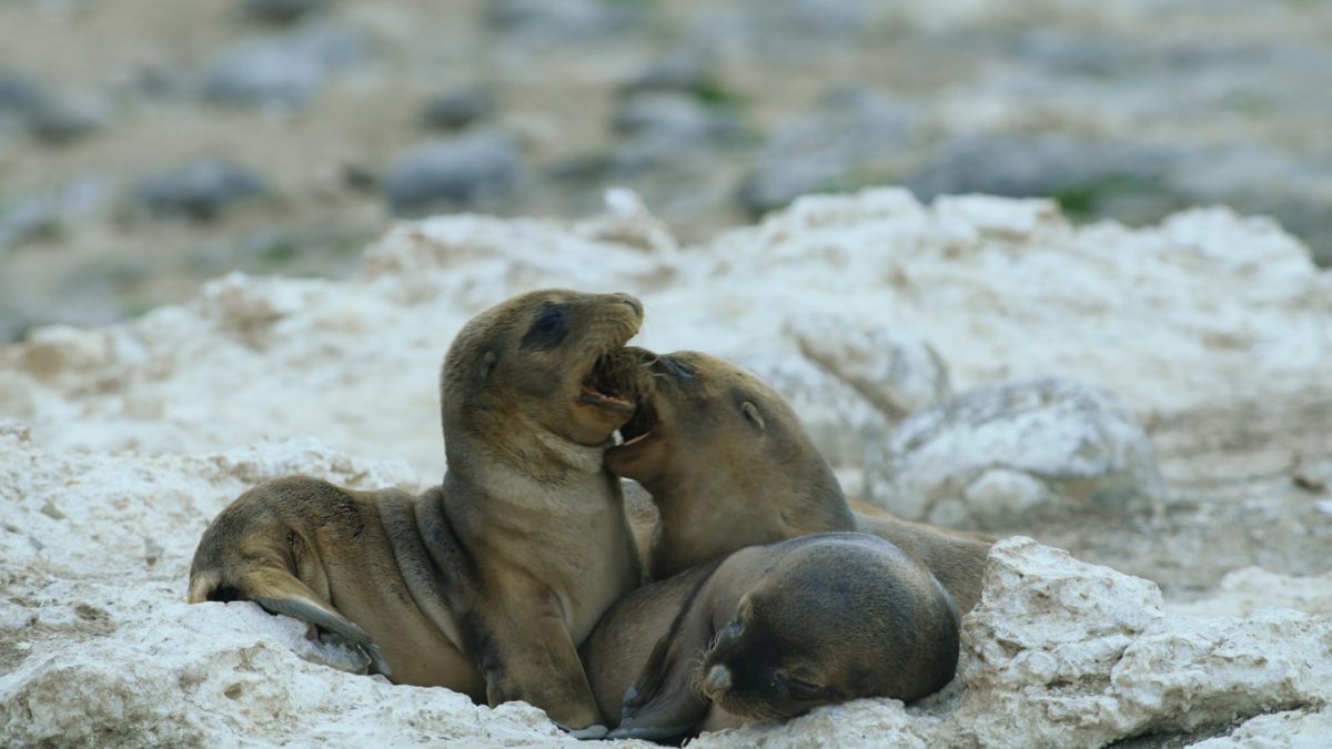 two sea lions playing
