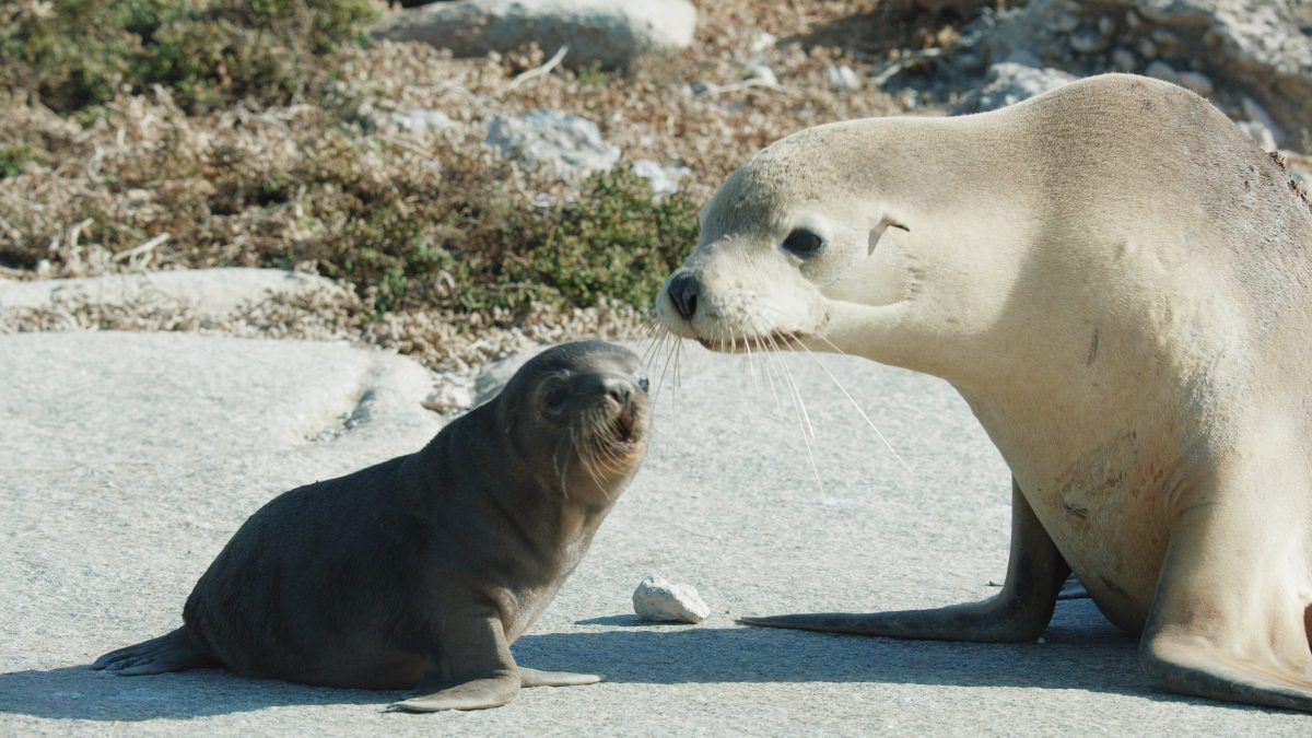 baby sea lion next to mother