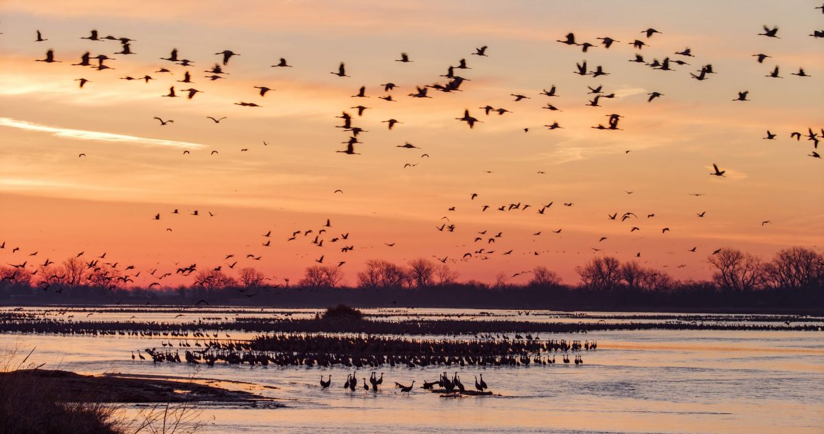 birds flying against sunrise
