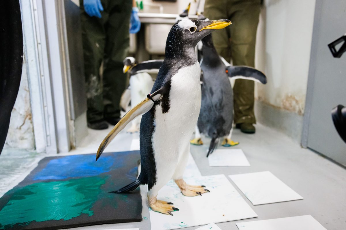 penguin standing on canvas