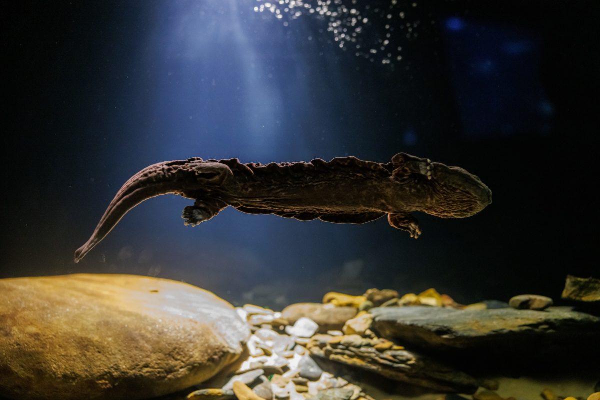 Salamander exhibit re-opens with larger habitat · Tennessee Aquarium