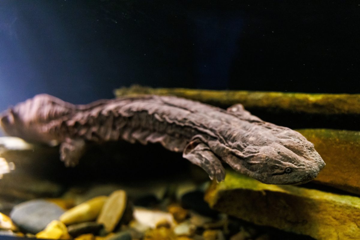 Hellbender