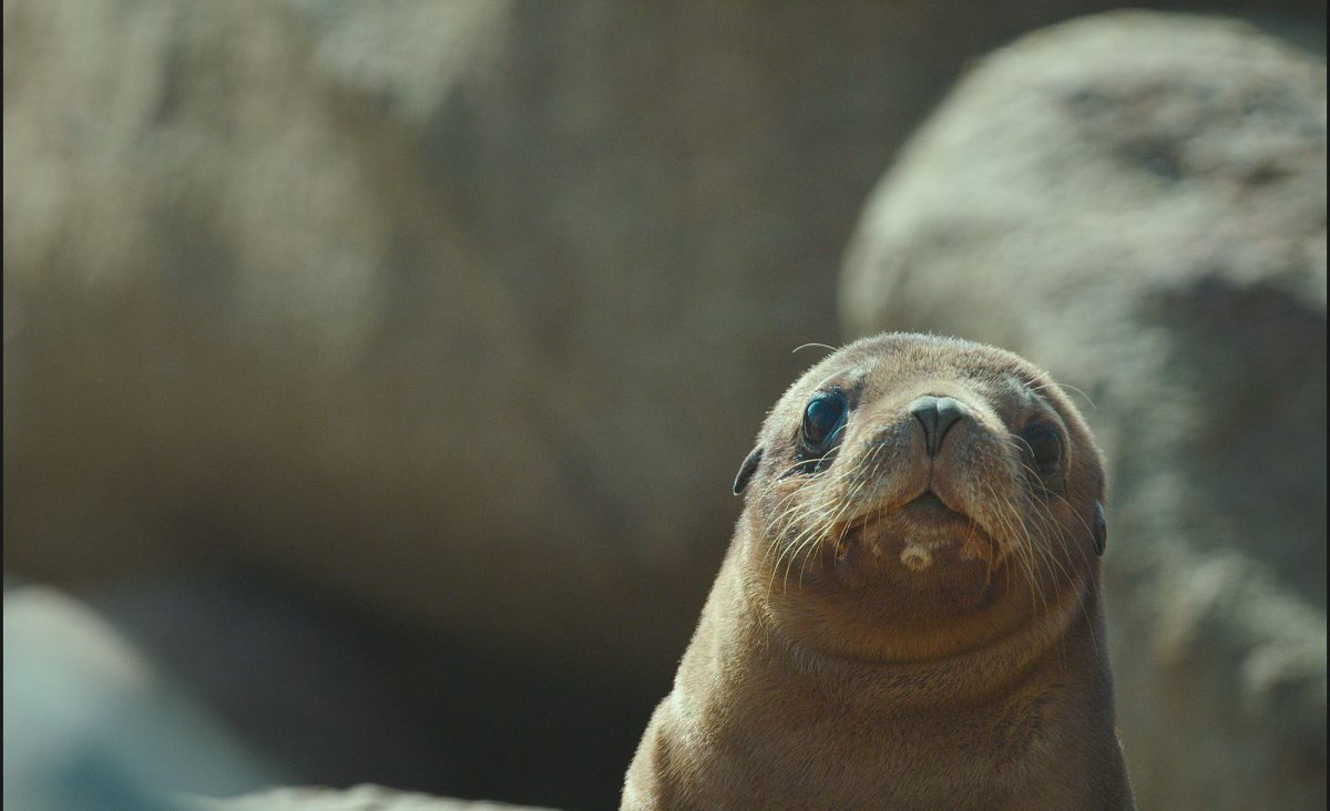 young sea lion pup