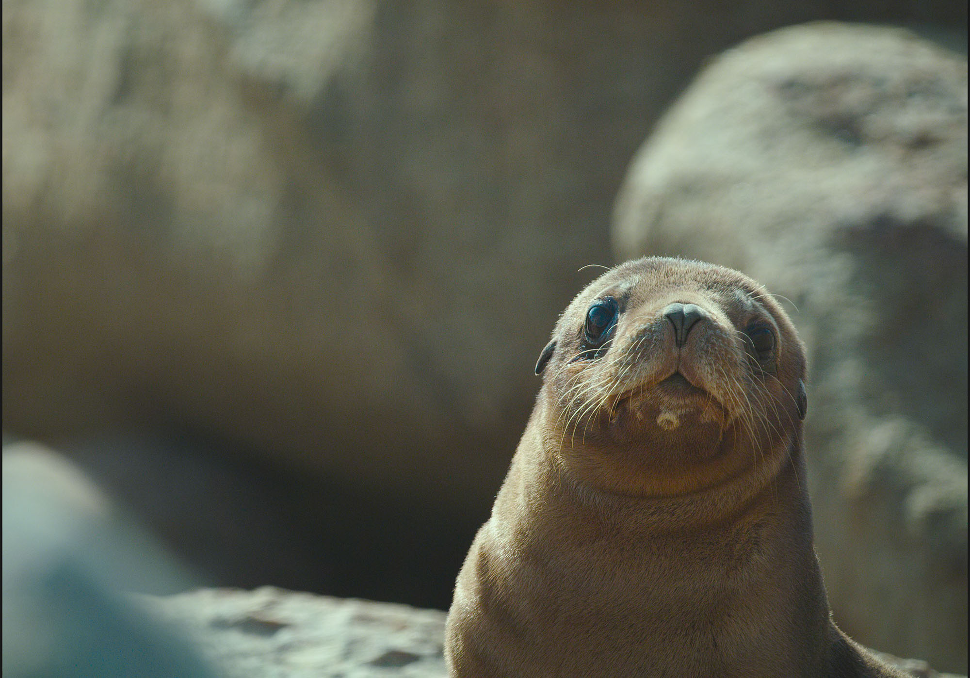 Sea Lions: Life by a Whisker 3D premieres on Sept. 2