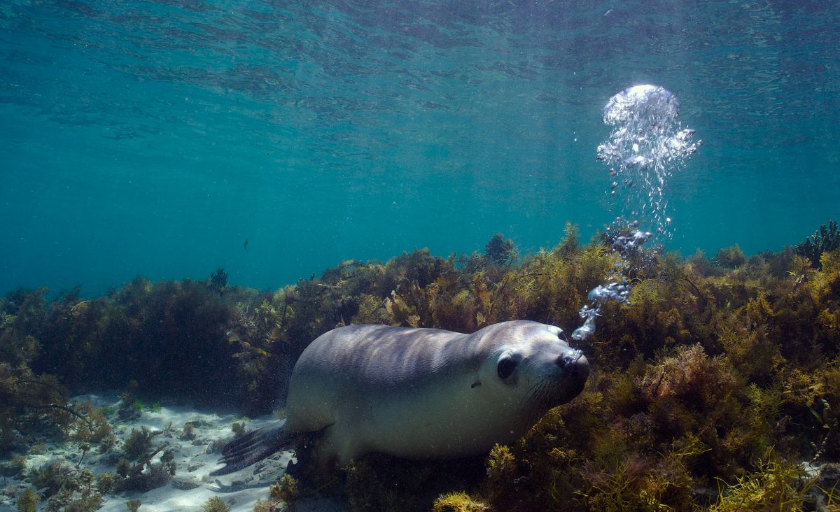sea lion blowing bubble underwater