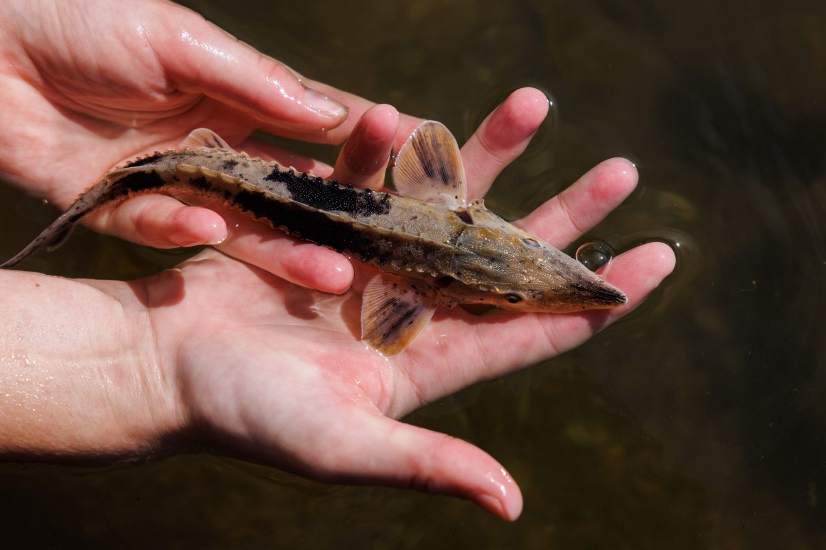 A person's hands holding a lake sturgeon