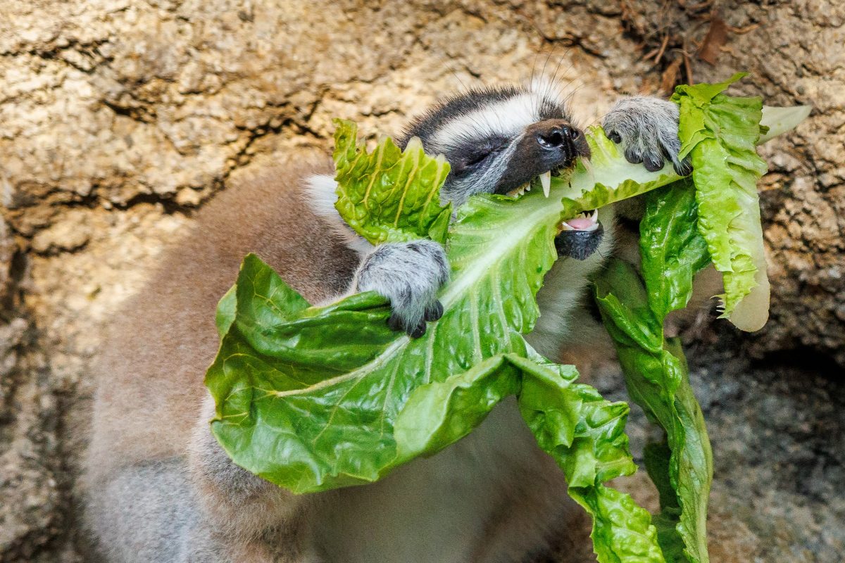 A lemur eats lettuce
