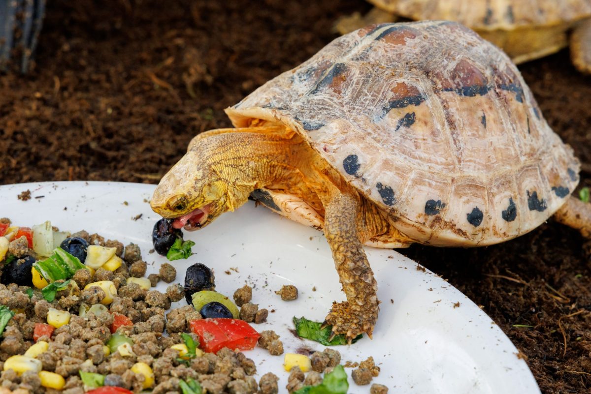 A turtle eating a blueberry