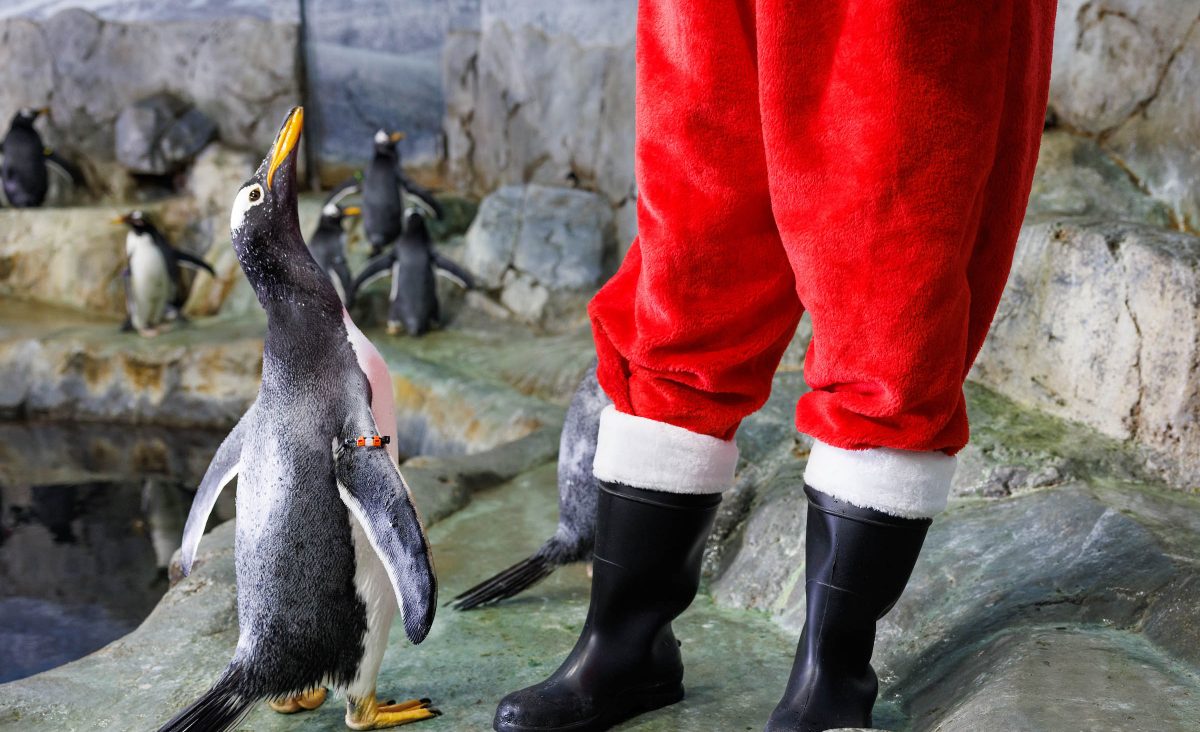 A penguin looks up at Santa