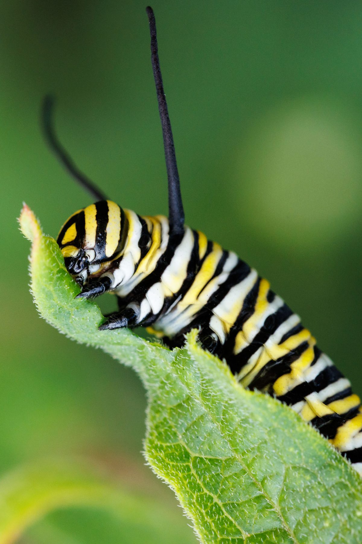 Monarch caterpillar eating milkweed
