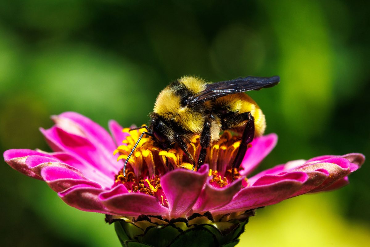A Bumble Bee on a flower