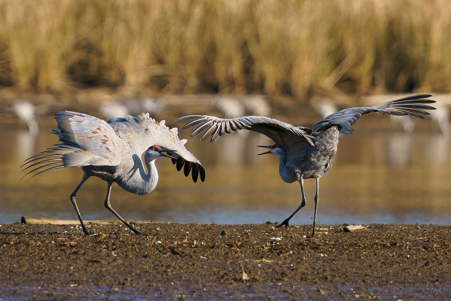 How to see majestic Sandhill Cranes overwintering in Tennessee