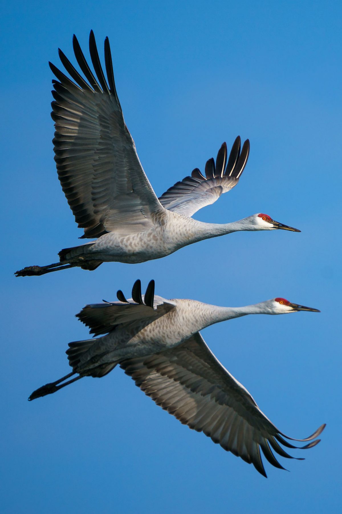 Sandhill cranes in flight