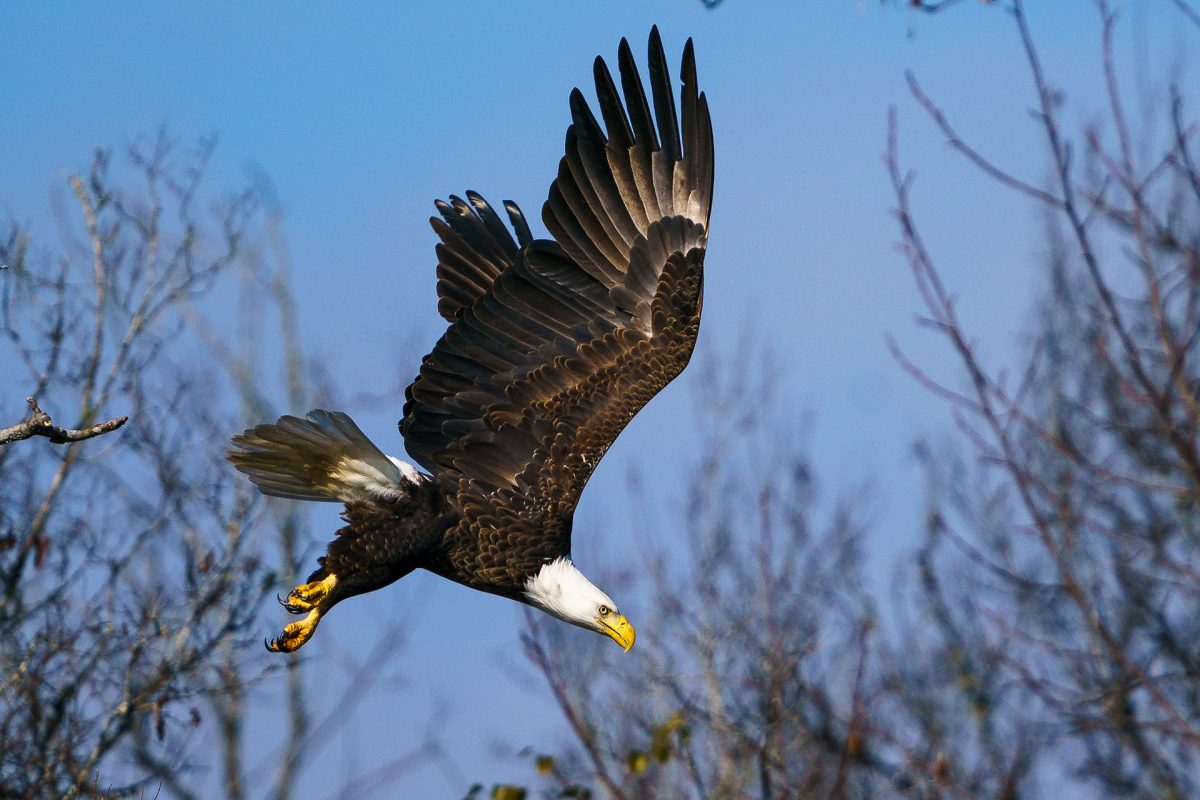 Bald eagle in flight