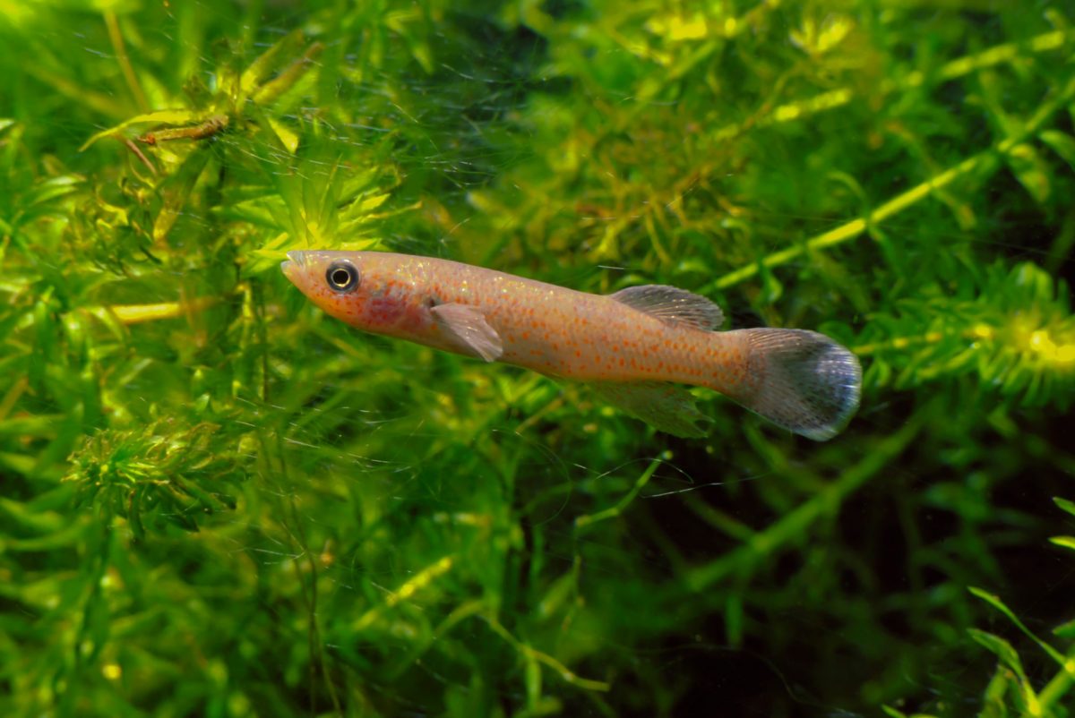 A Barrens Topminnow on display in the Tennessee Aquarium