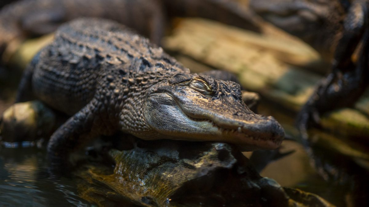 An American Alligator asleep on a log