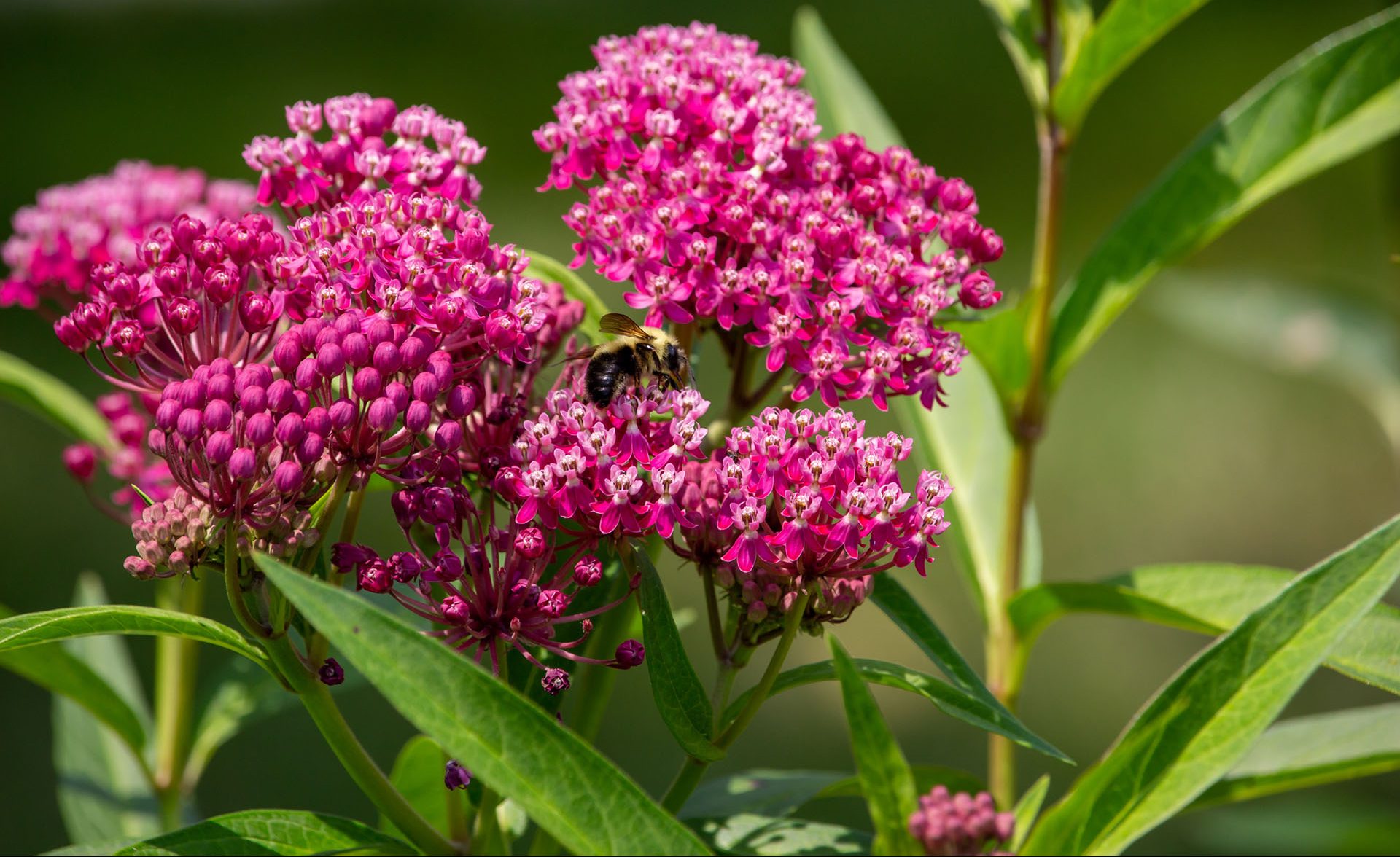 A bee on a swamp milkweed plant