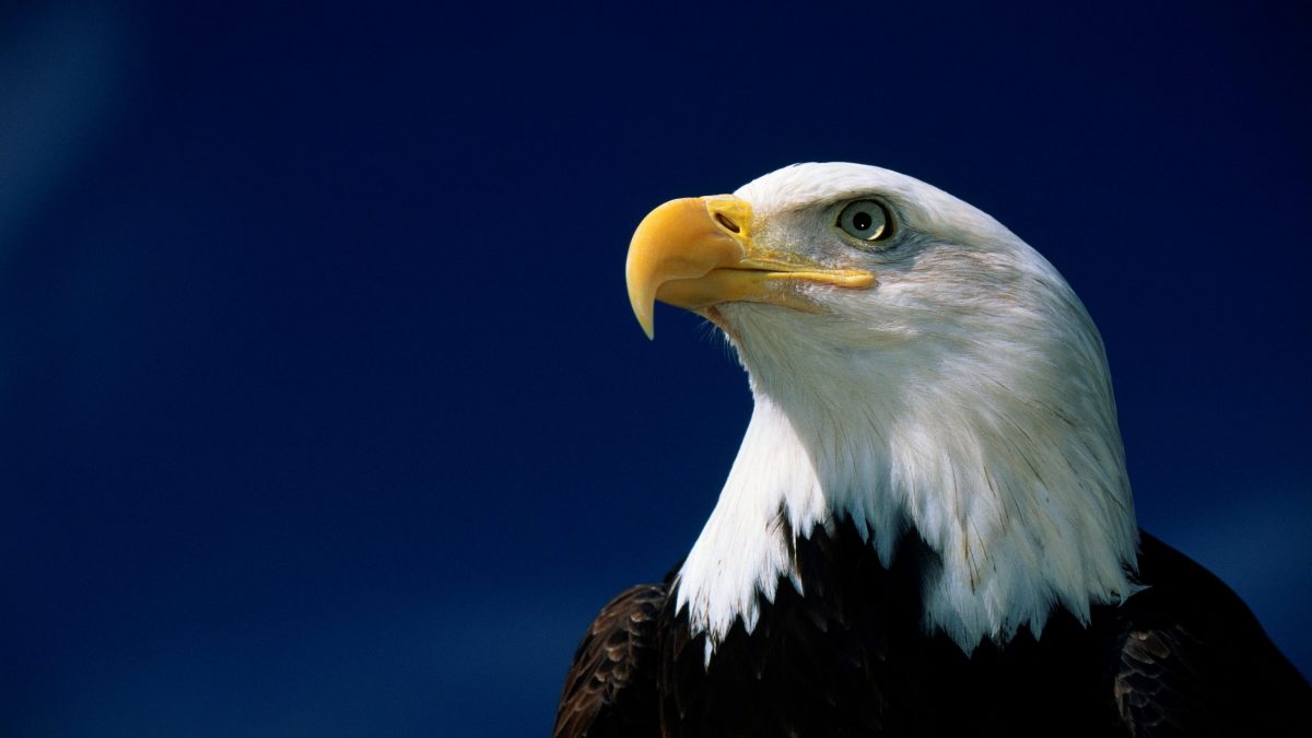 fly eagle on american flag