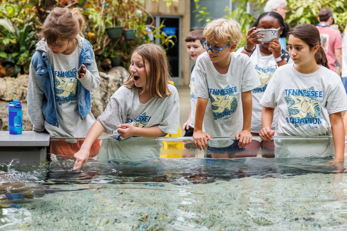 summer campers at touch tank