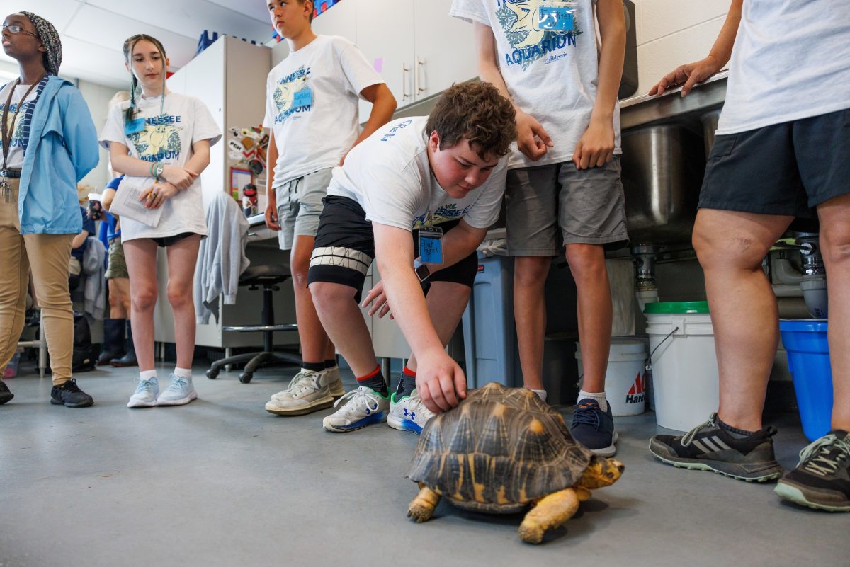 summer camper touching tortoise