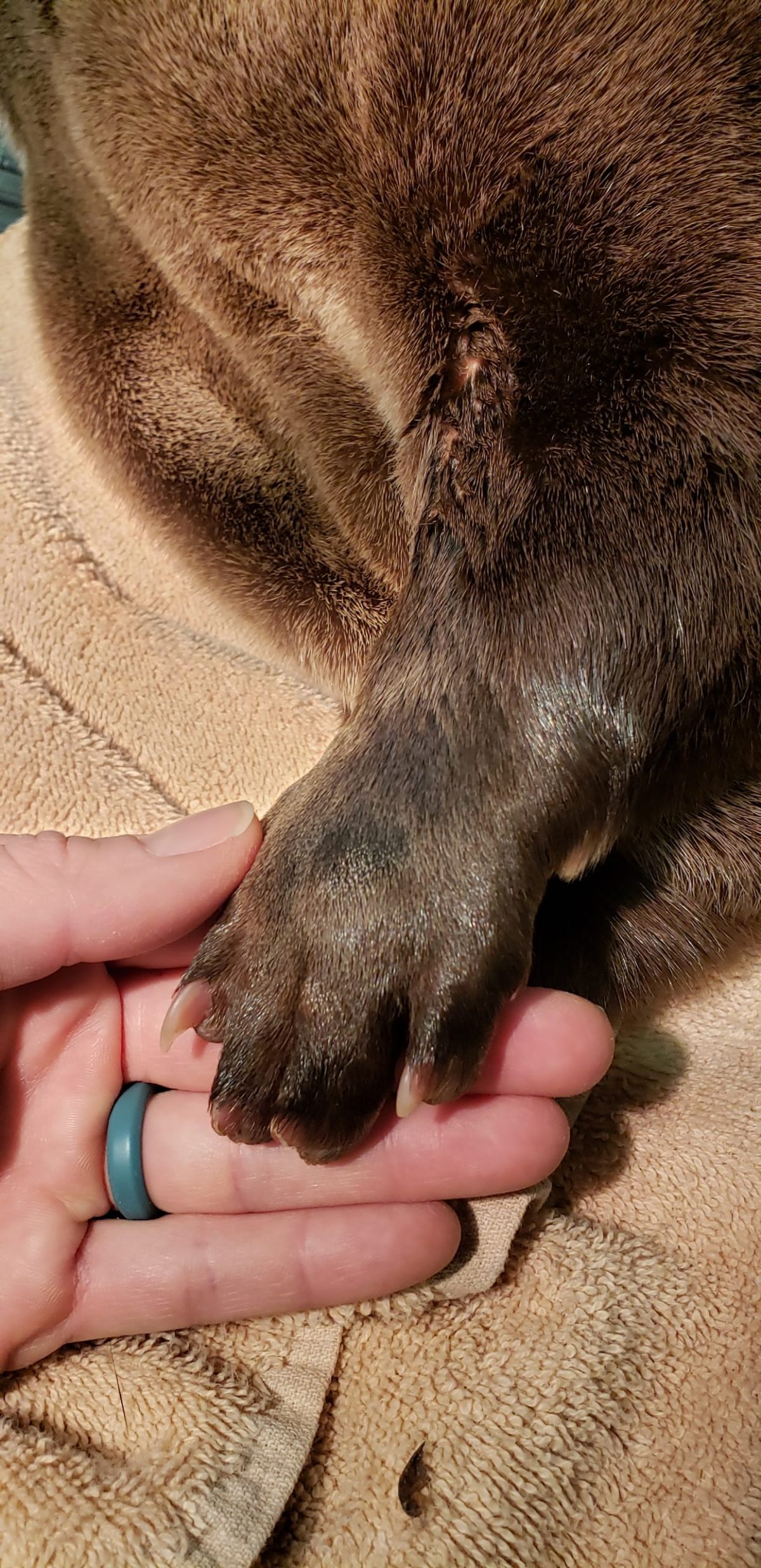 The paw of Delmar the North American River Otter at the Tennessee Aquarium