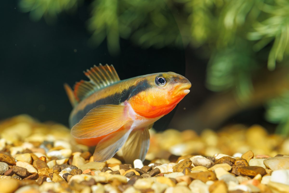 Tangerine Darter (Percina aurantiaca)