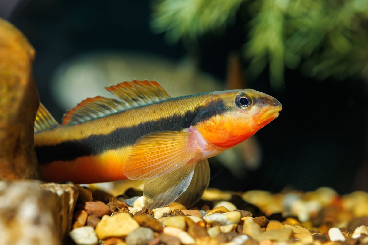 Tangerine Darter