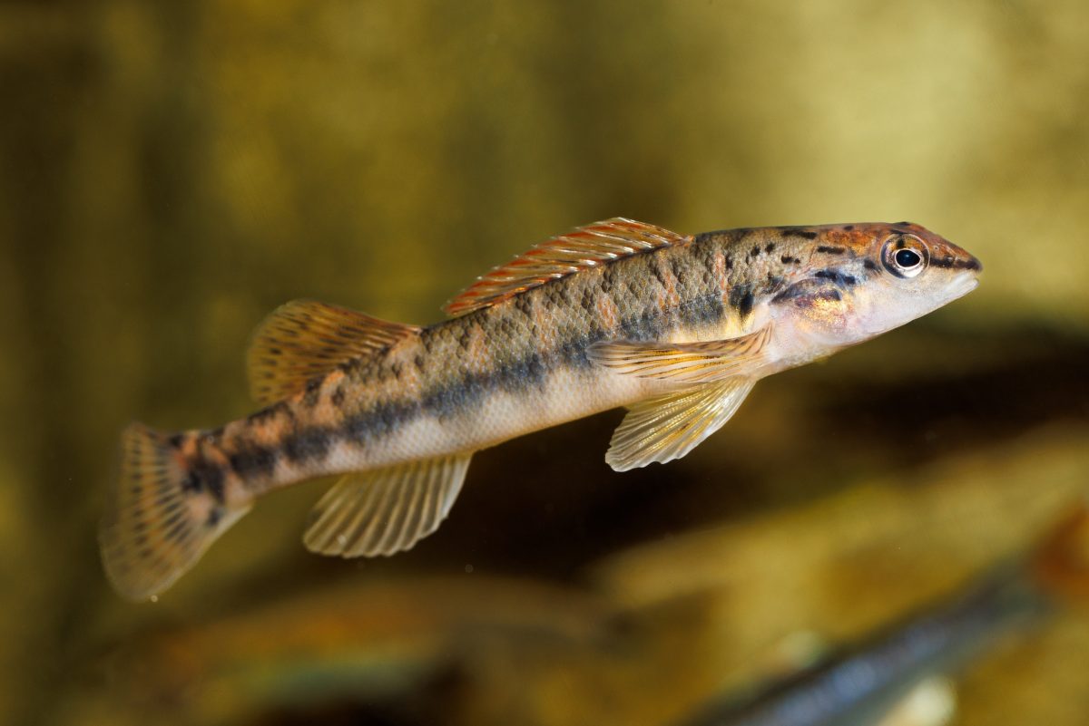 Bronze Darter fish in TN Aquarium Ridges to Rivers habitat