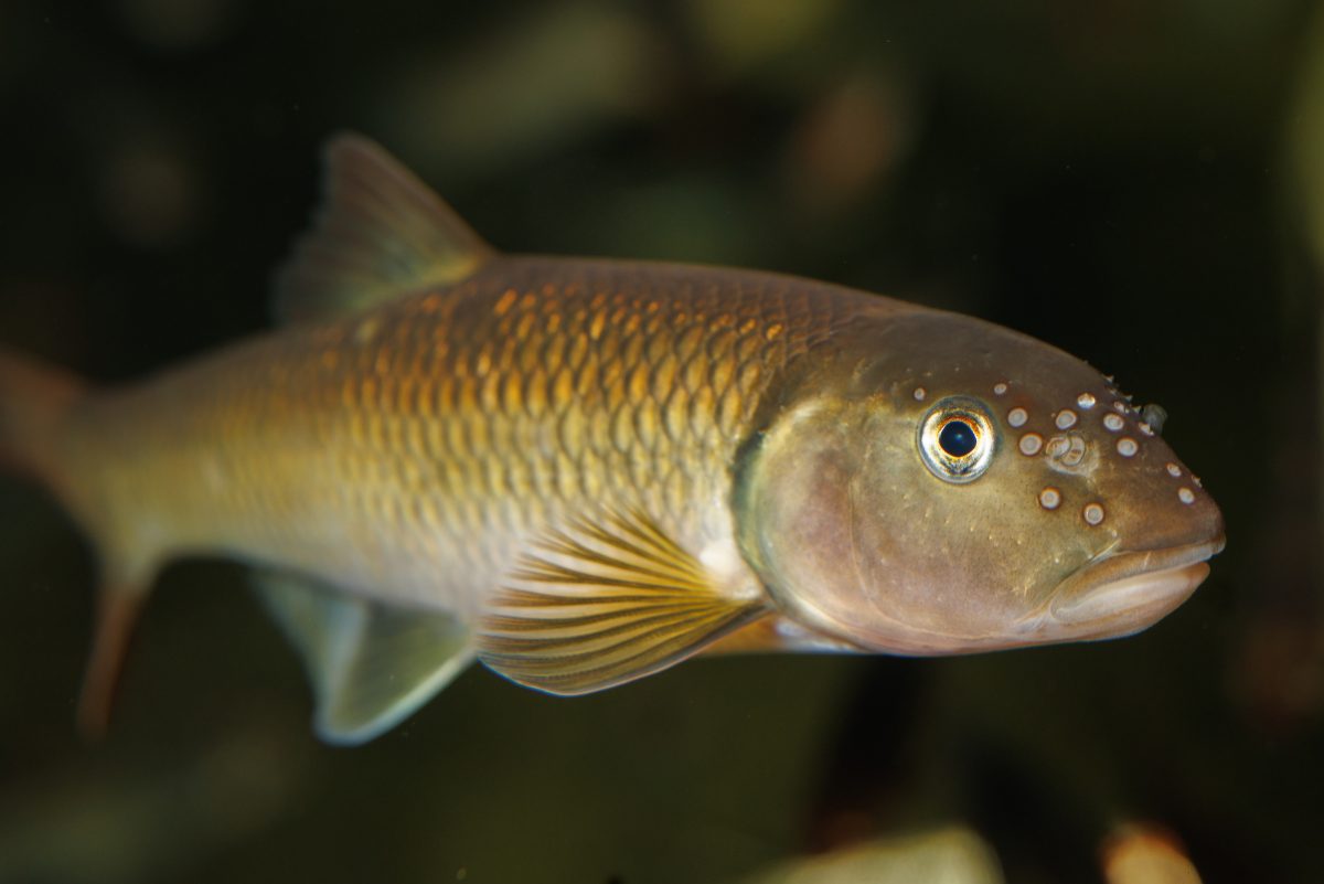 River Chub fish