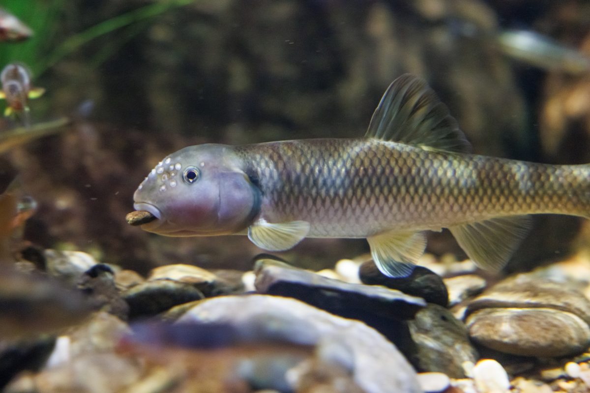 river chub carrying a rock