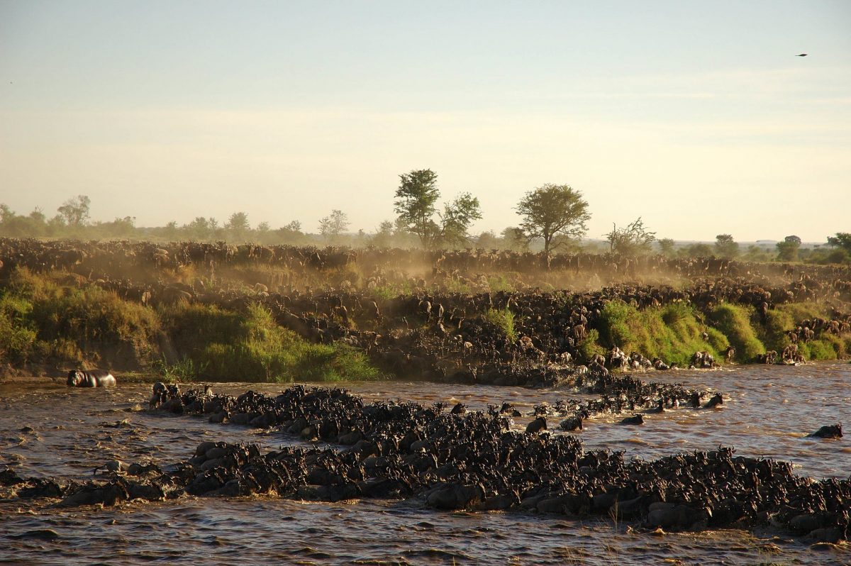 Migrating Wildebeests brave the crocodile-infested waters of the Mara River in the Serengeti