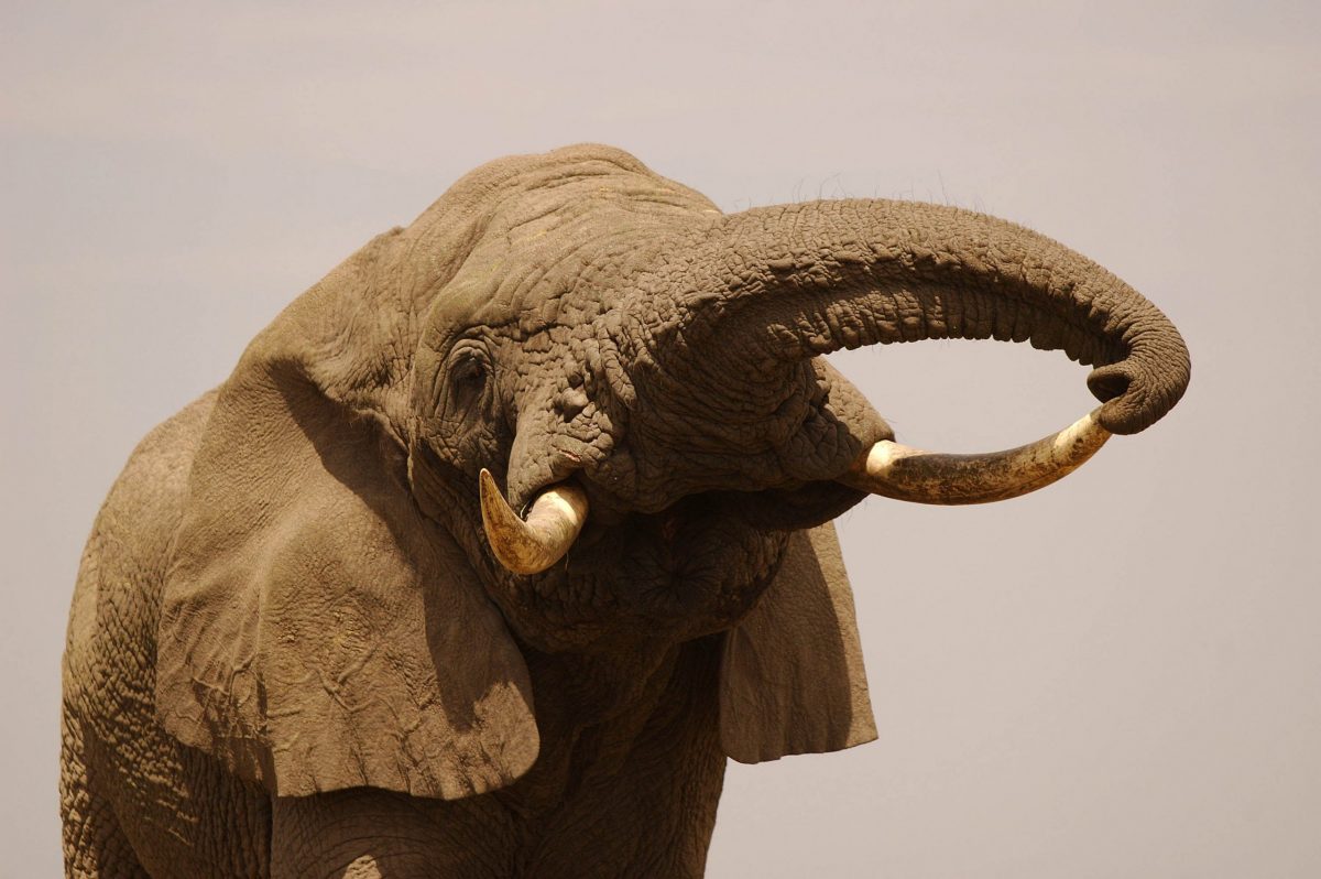 A male African Elephant raises its trunk