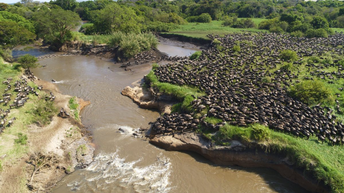 Aerial view of migrating Wildebeests crossing the Mara River in the Serengeti