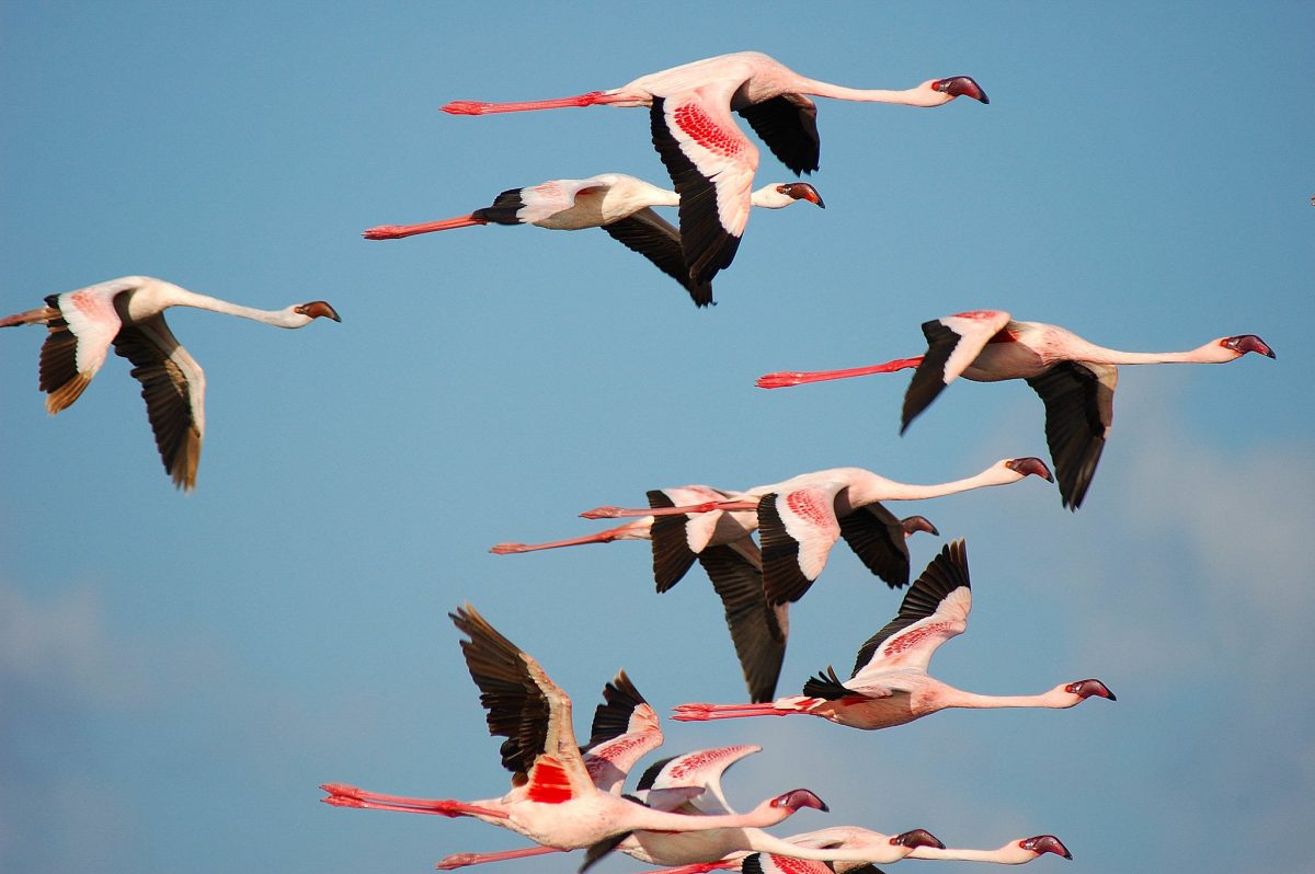 Flamingos fly above the Serengeti
