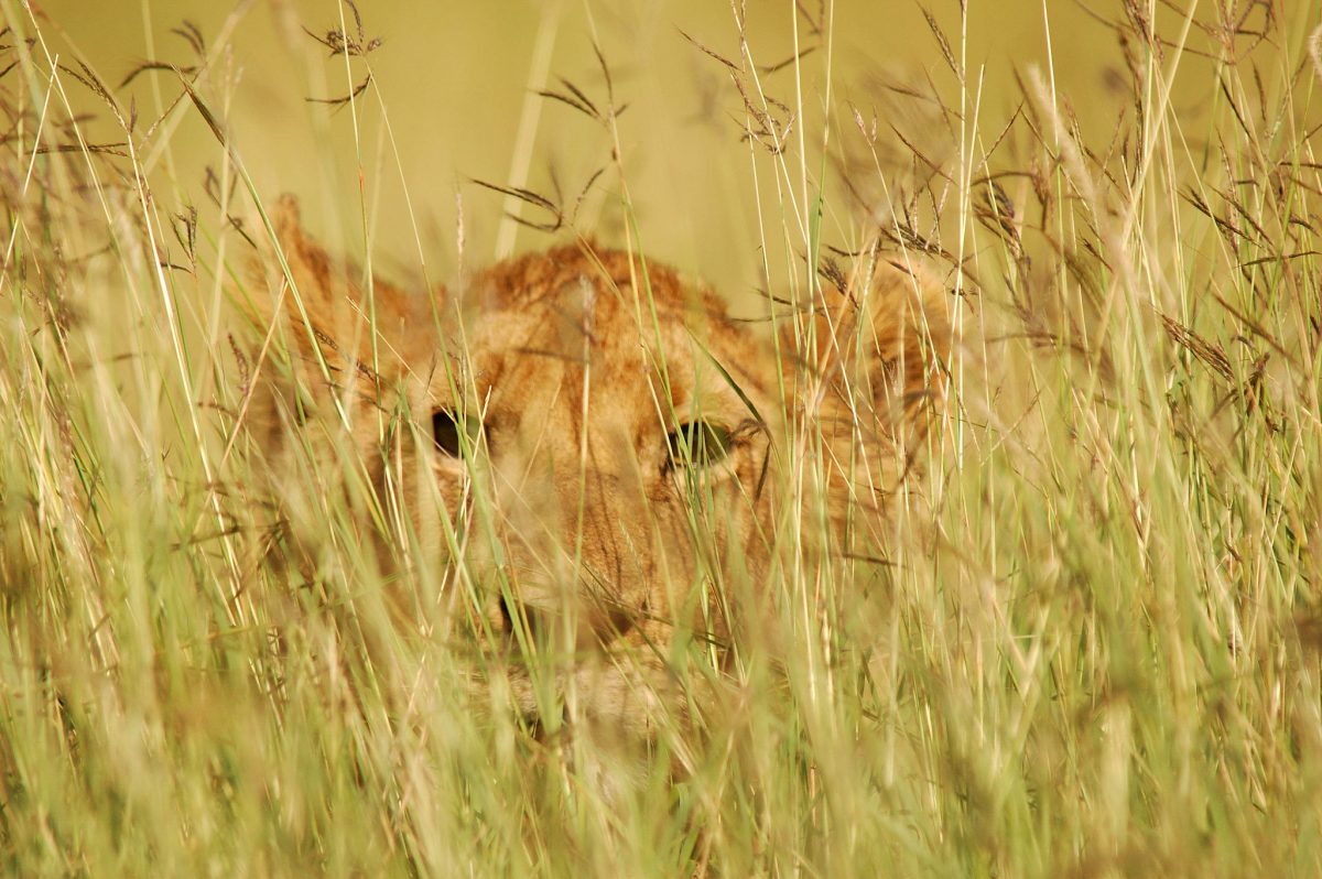 A Lion peers through tall grass on the plains of the Serengeti