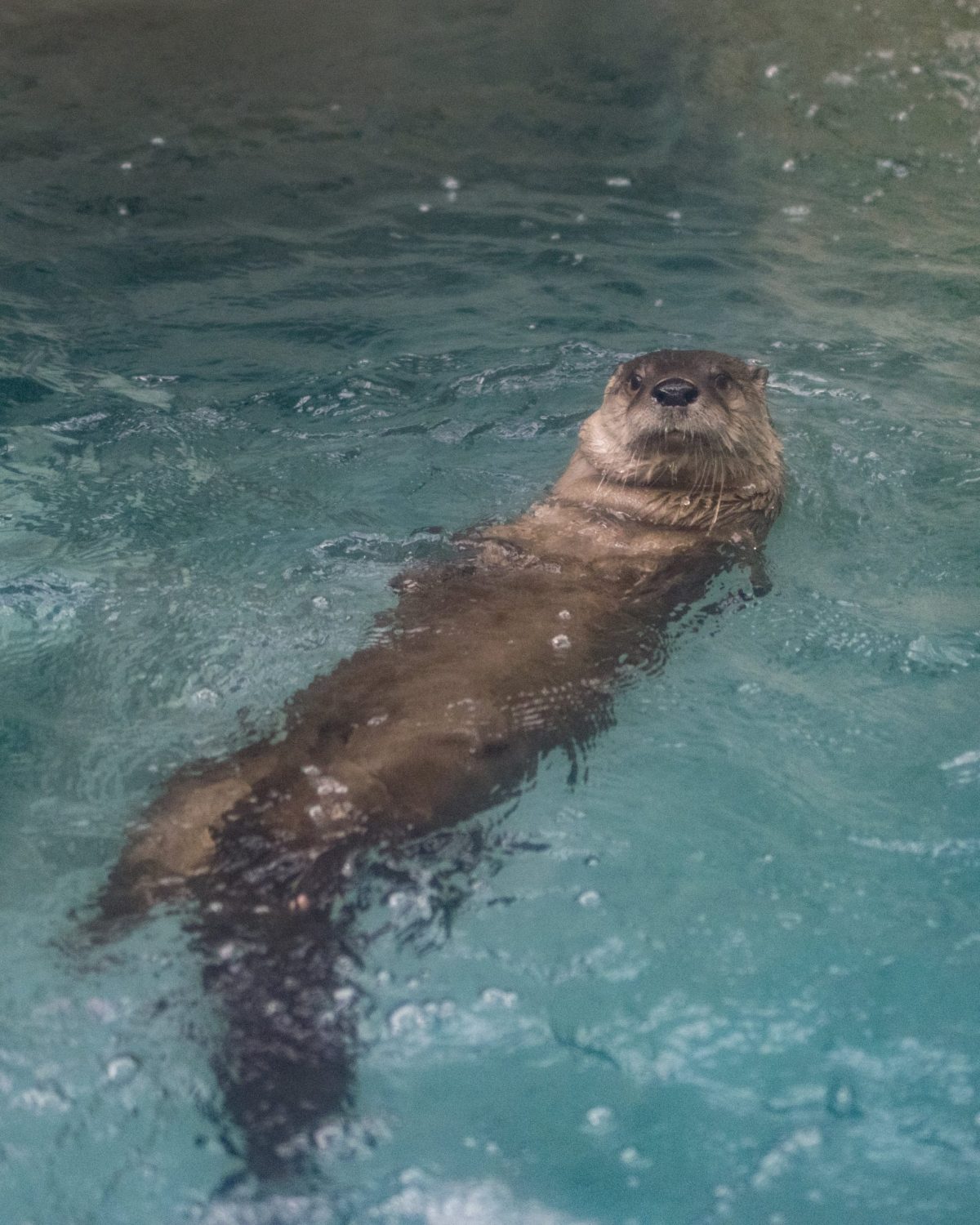 Delmar the North American River Otter at the Tennessee Aquarium