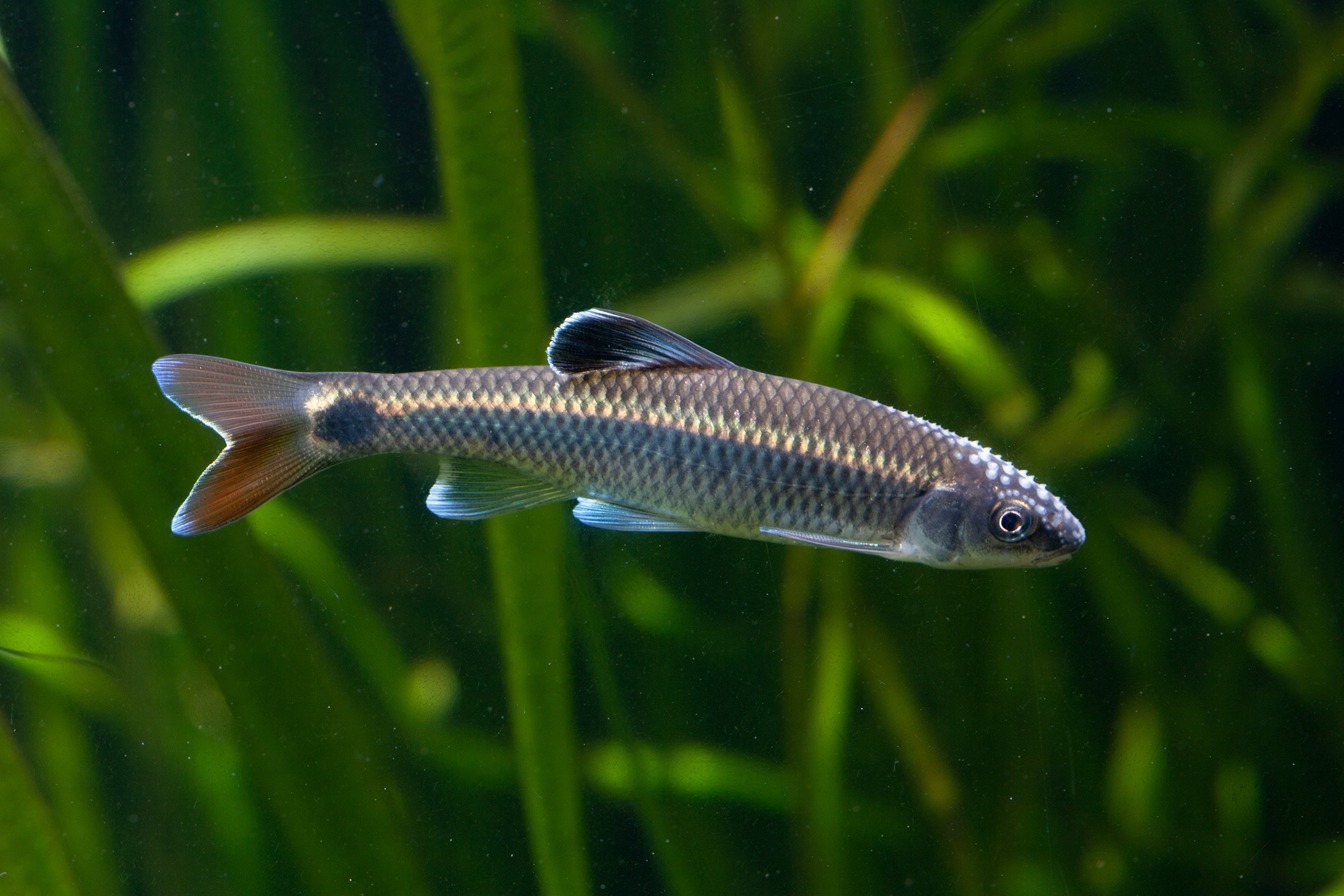 Elephantnose Fish - Georgia Aquarium