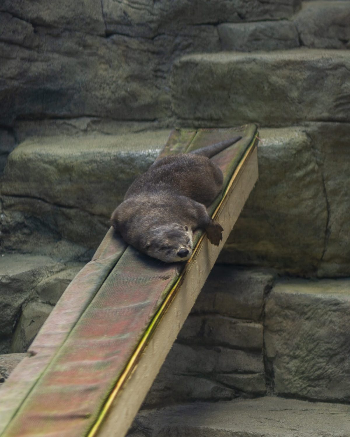 Delmar the North American River Otter at the Tennessee Aquarium