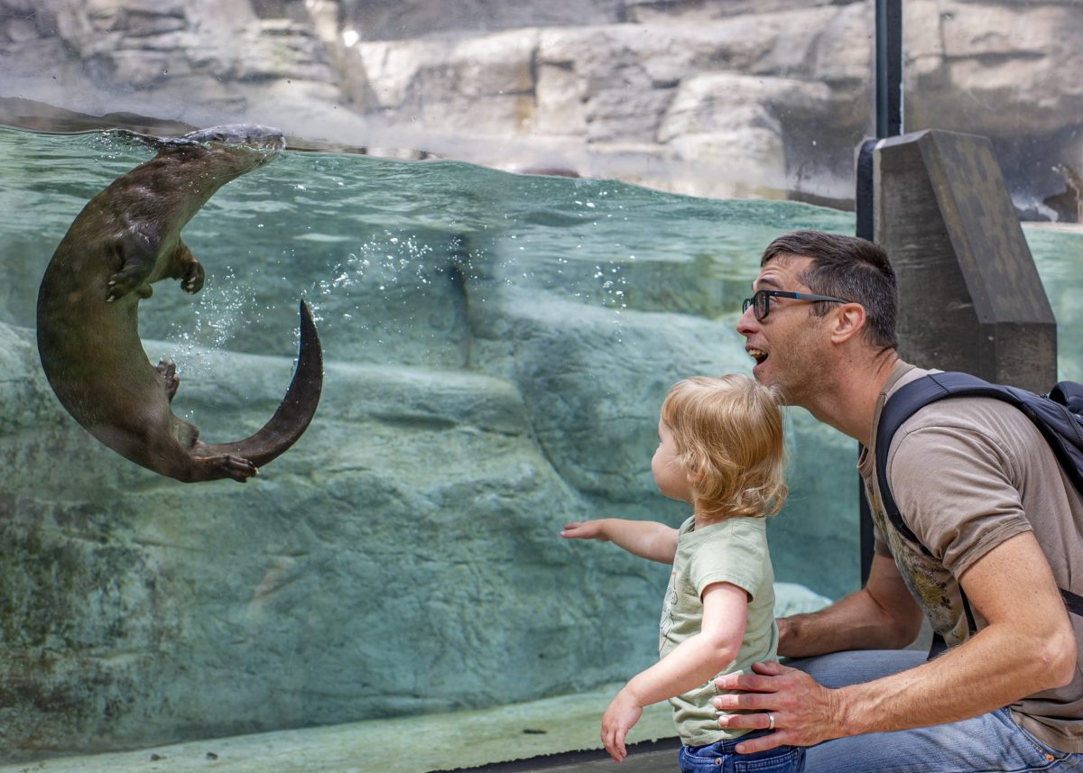 Guests watch a North American River Otter at the Tennessee Aquarium