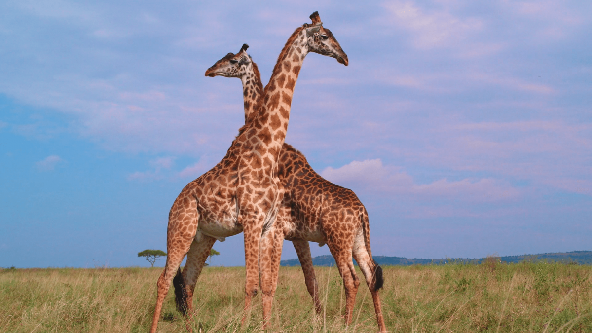 A pair of Giraffes stand sentinel on the plains of the Serengeti