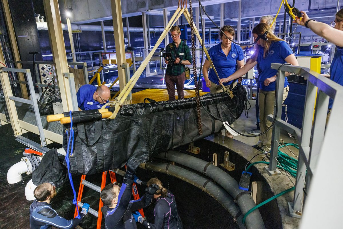 A team uses a crane to lift a shark out of a hospital tank