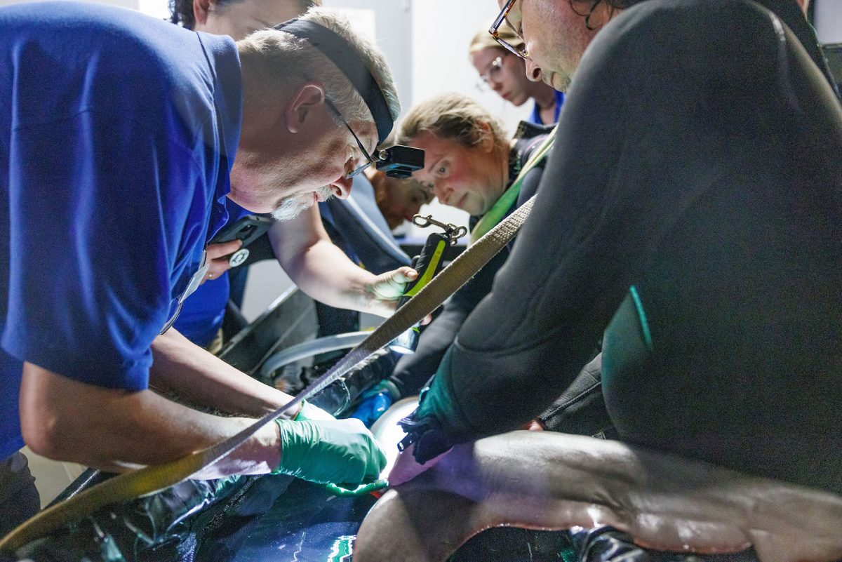 A veterinarian performs cryo surgery on a shark