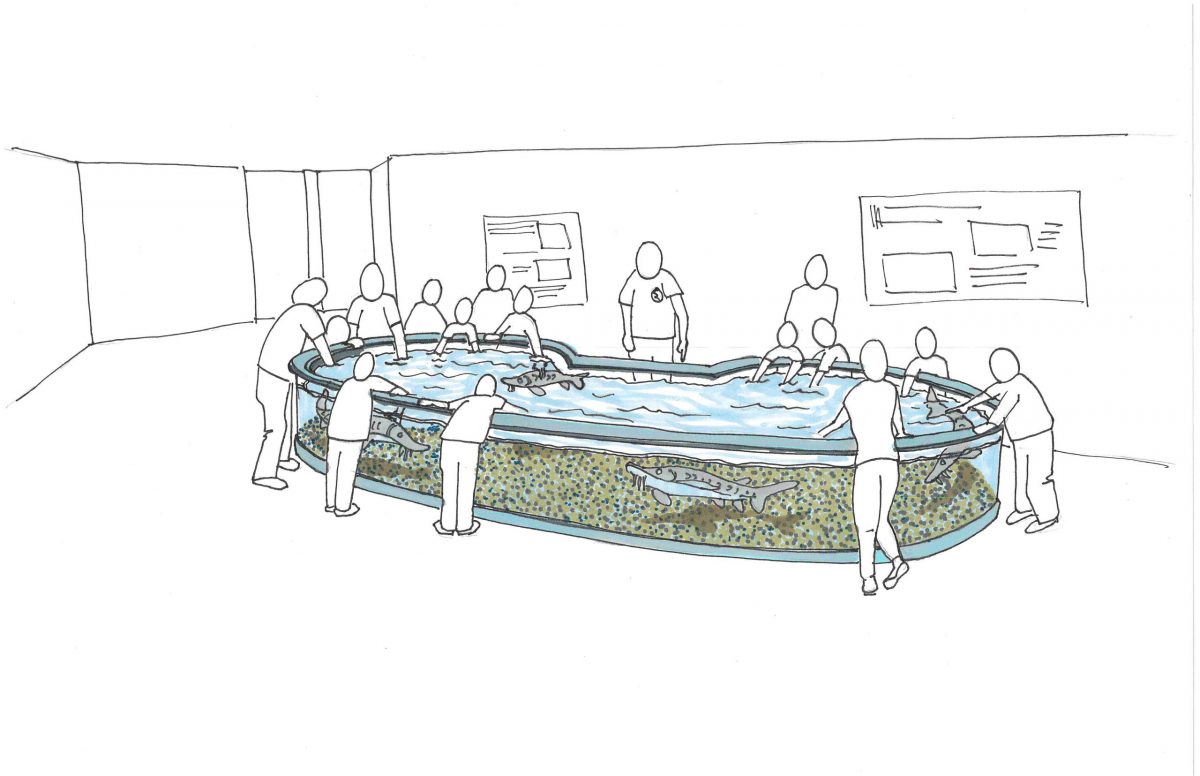 sketch of sturgeon touch tank