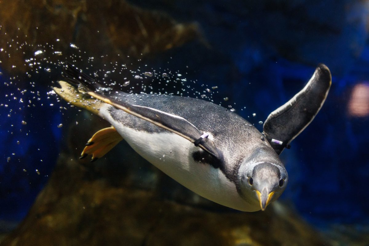 A Gentoo Penguin swims in Penguin Rock.